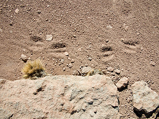 Around the Alma Site