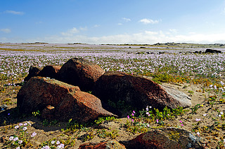 The Atacama Desert in bloom