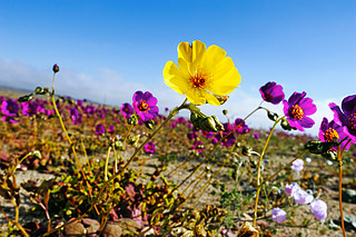 The Atacama Desert in bloom