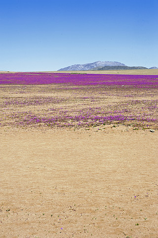Atacama Desert in bloom