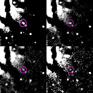 Brightness Decline of Nova in NGC 1316
