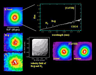 SINFONI Observations of the Circinus Galaxy 