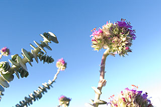 Flowers in the desert