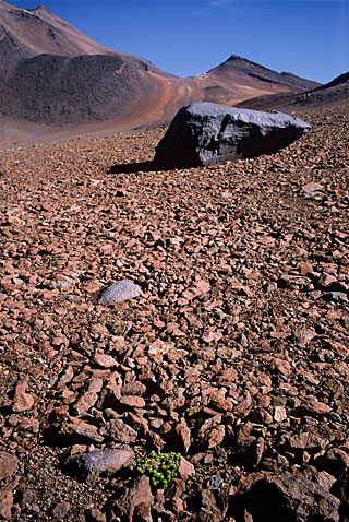 A  Typical Plant near Cerro Chajnantor