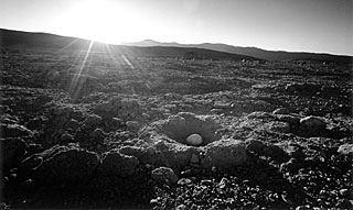 Seagull's egg in desert