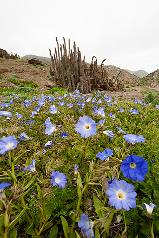 Flowers in the desert