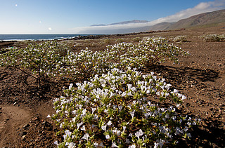 Flowers in the Atacama Desert