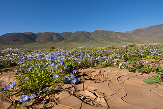 Flowers in the Atacama desert
