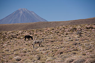 Wildlife in the Plains