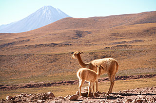 APEX Image Calendar, November 2010 — Vicuñas and Licancabur
