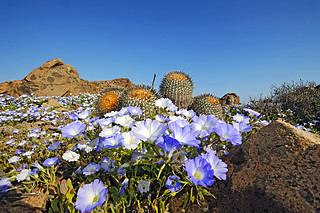 Atacama Desert in bloom