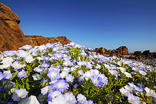 The Atacama Desert in bloom