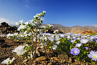 Atacama Desert in bloom