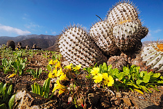 The Atacama Desert in bloom