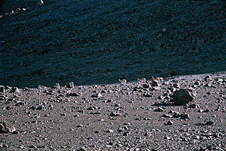 Vicunas on the Way to ALMA