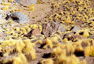 Vizcacha in the Desert