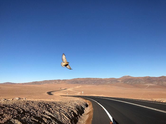 Bird soars above desert road
