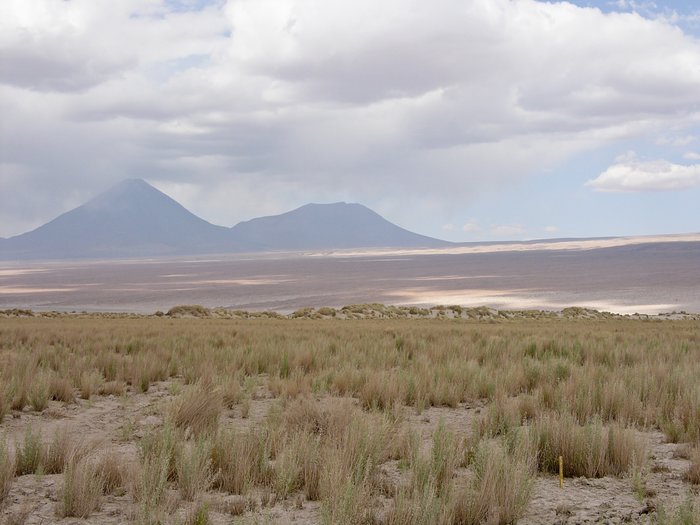 Atacama flora