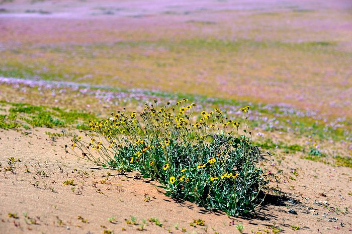 Wild flowers in the Atacama Desert
