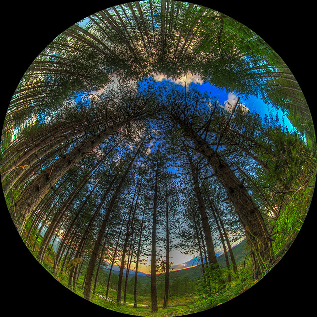 Puesta de Sol sobre el bosque de pinos Griego