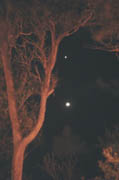 Venus, The Moon and the Tree
