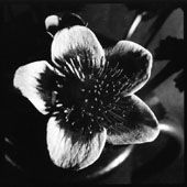 [Marsh marigold in the UV]