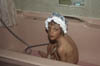 Thomas_bath_index