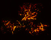 Radiobild des 30-Doradus-Nebels aus ALMA-Daten