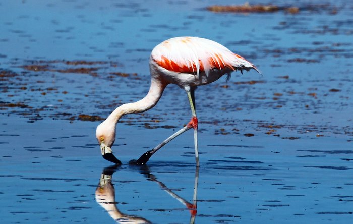 Flamingo in the desert