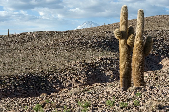 Cacti atop the Chajnantor Plateau