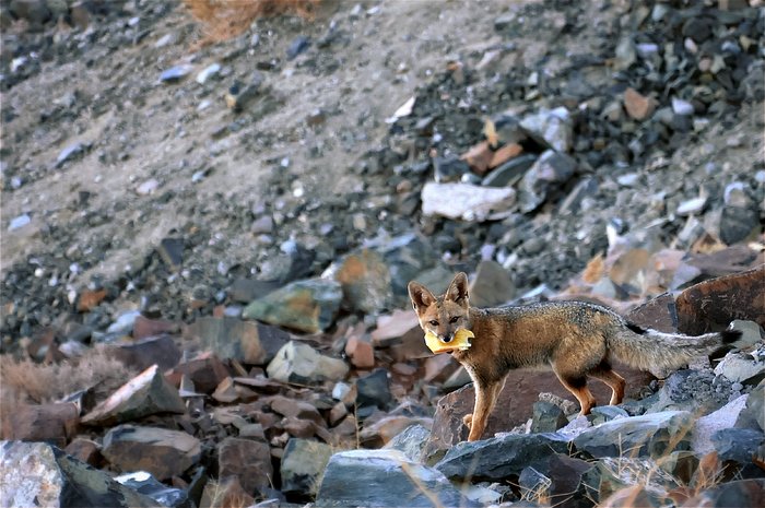 Escaping fox