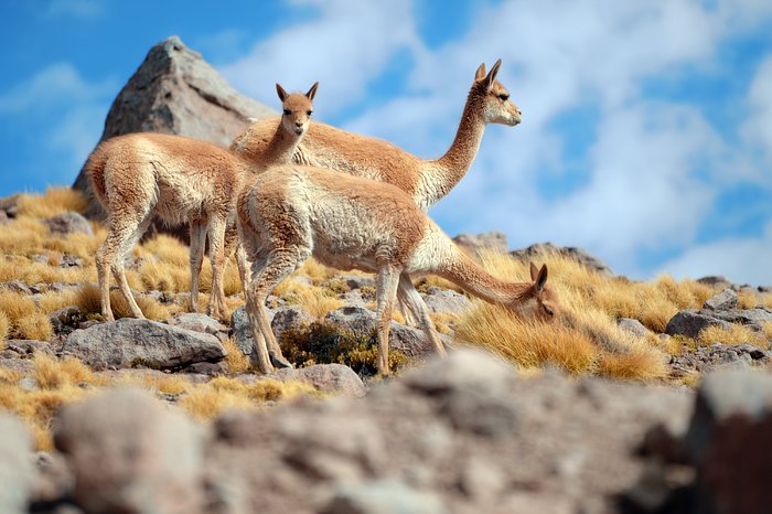 A family of vicuñas