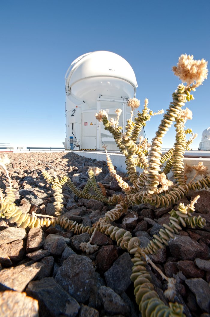 A plant at the VLT AT