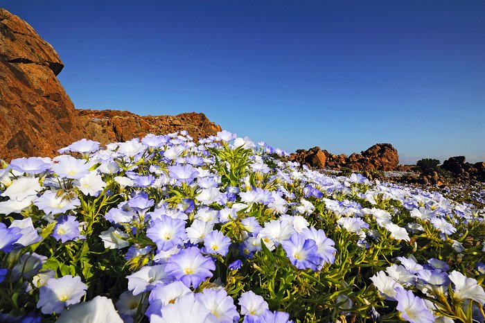 The Atacama Desert in bloom