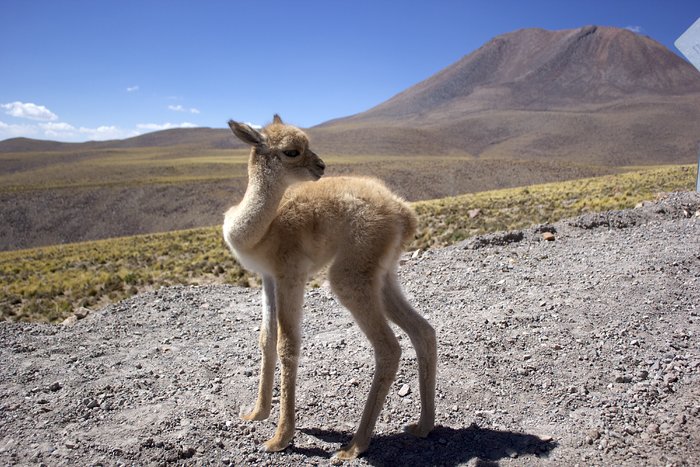 ALMA workers rescue abandoned vicuña fawn