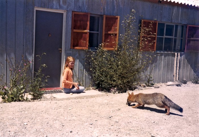Fox at La Silla