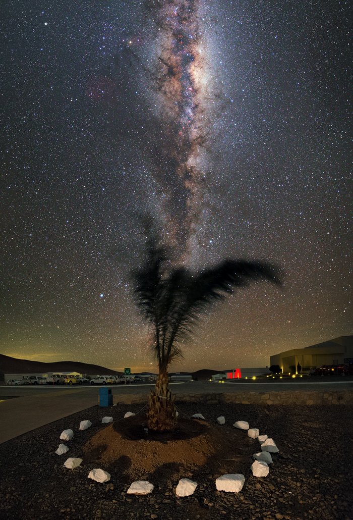 A palm tree in the desert