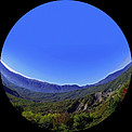 Fulldome forest