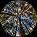 The sky glimpsed through the trees of a pine forest