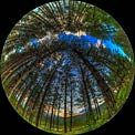 Sunset over Greek pine forest