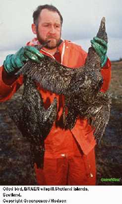 [Image - Oil-covered bird]