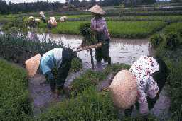 [Image - Rice Fields]