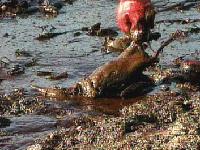 [Image - Oil-covered duckling - 12Kb]