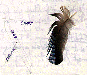 [scanned jay feather]
